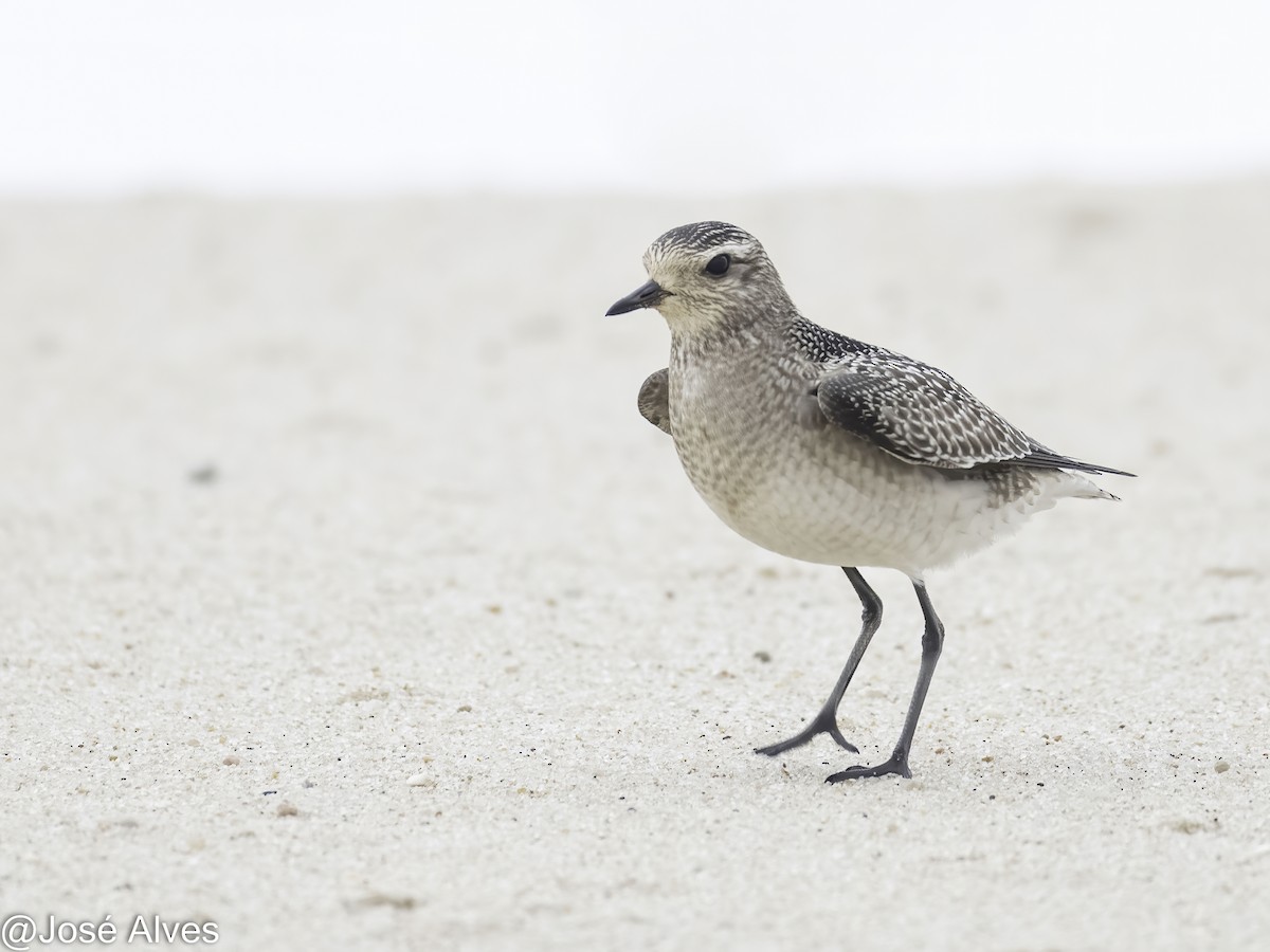 American Golden-Plover - ML645059834