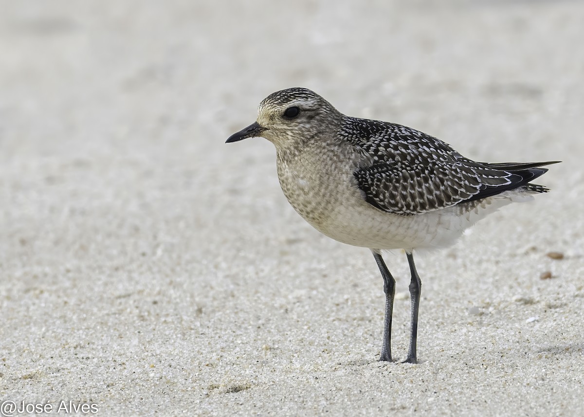 American Golden-Plover - ML645059835