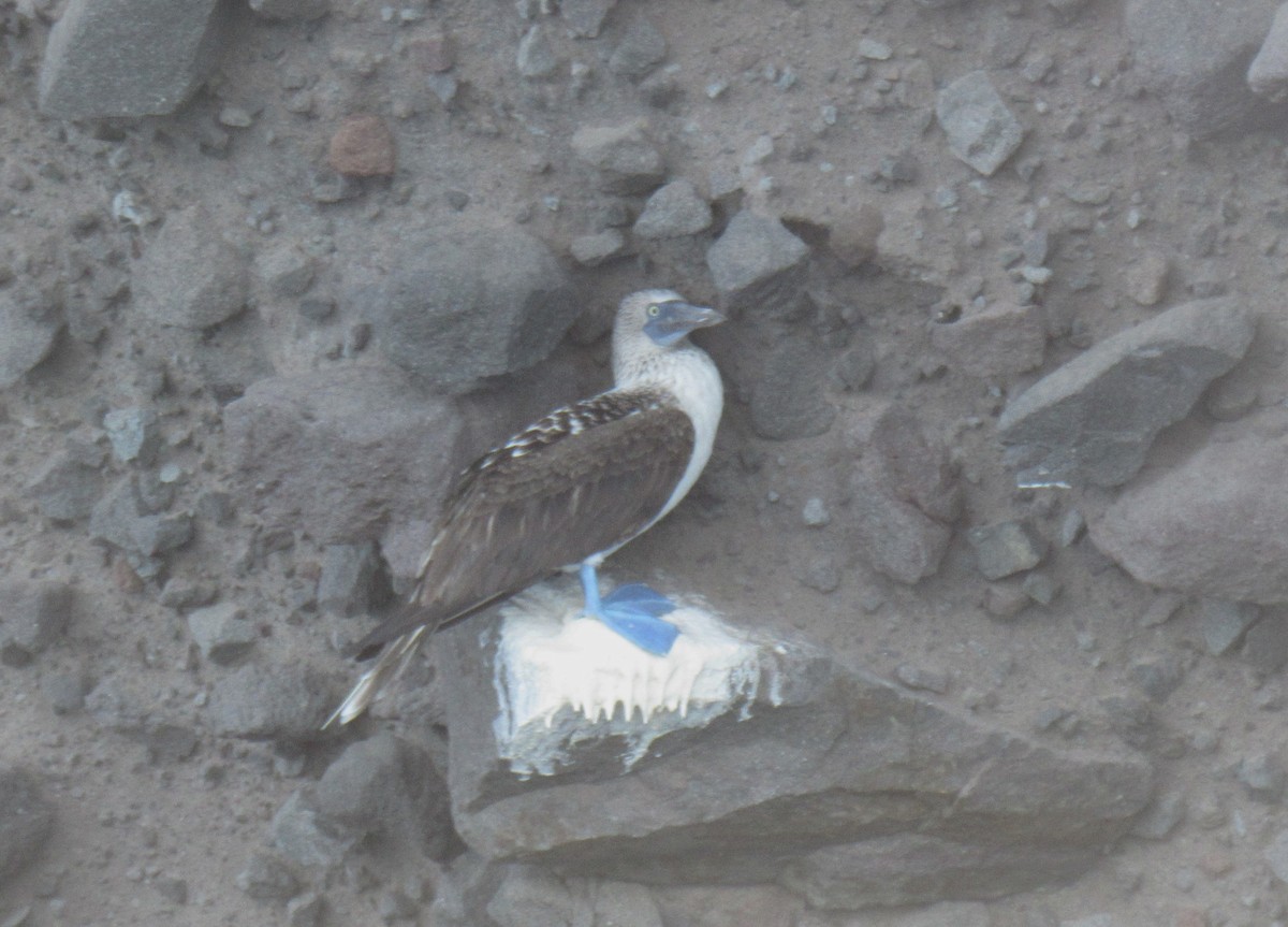 Blue-footed Booby - ML645059841
