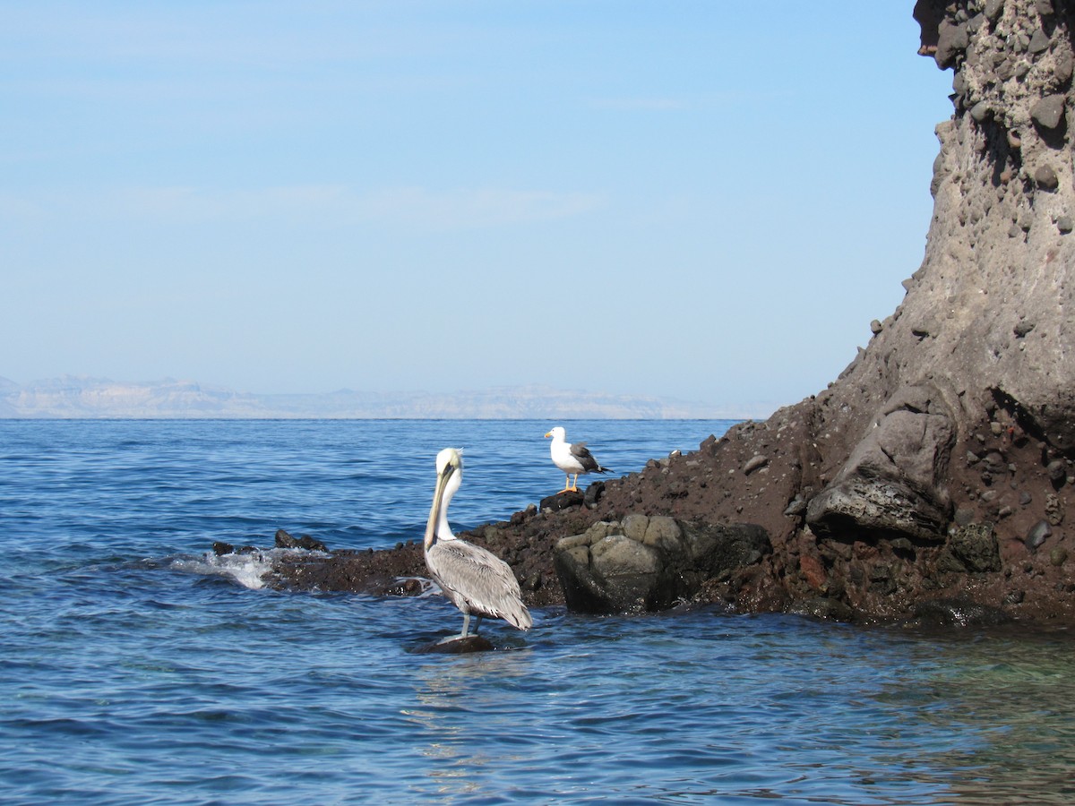 Yellow-footed Gull - ML645059849