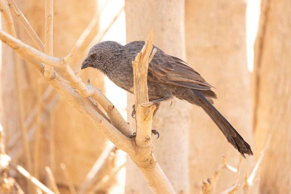 Apostlebird - ML645059855