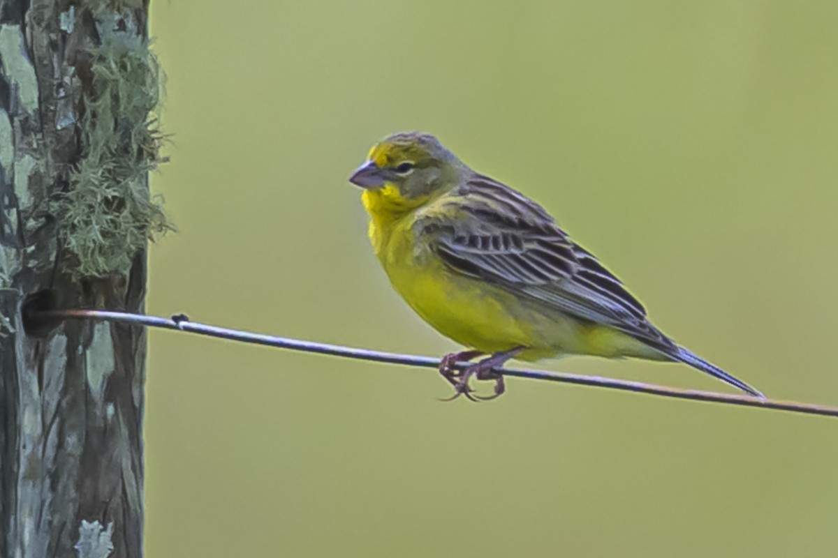 Kurzschnabel-Gilbtangare - ML645059856