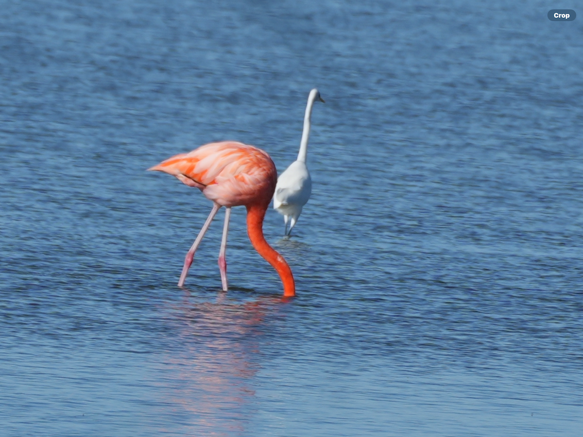 American Flamingo - ML645059857
