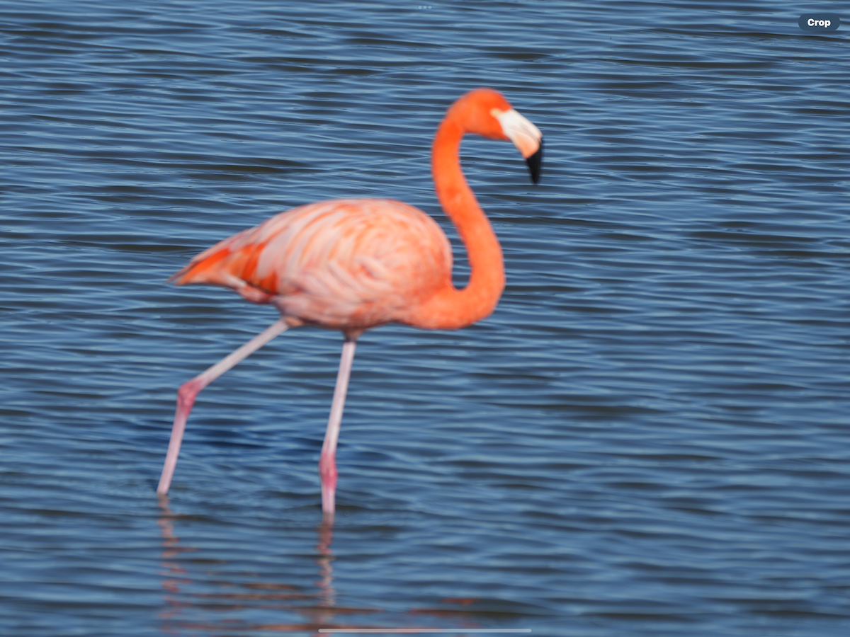 American Flamingo - ML645059858