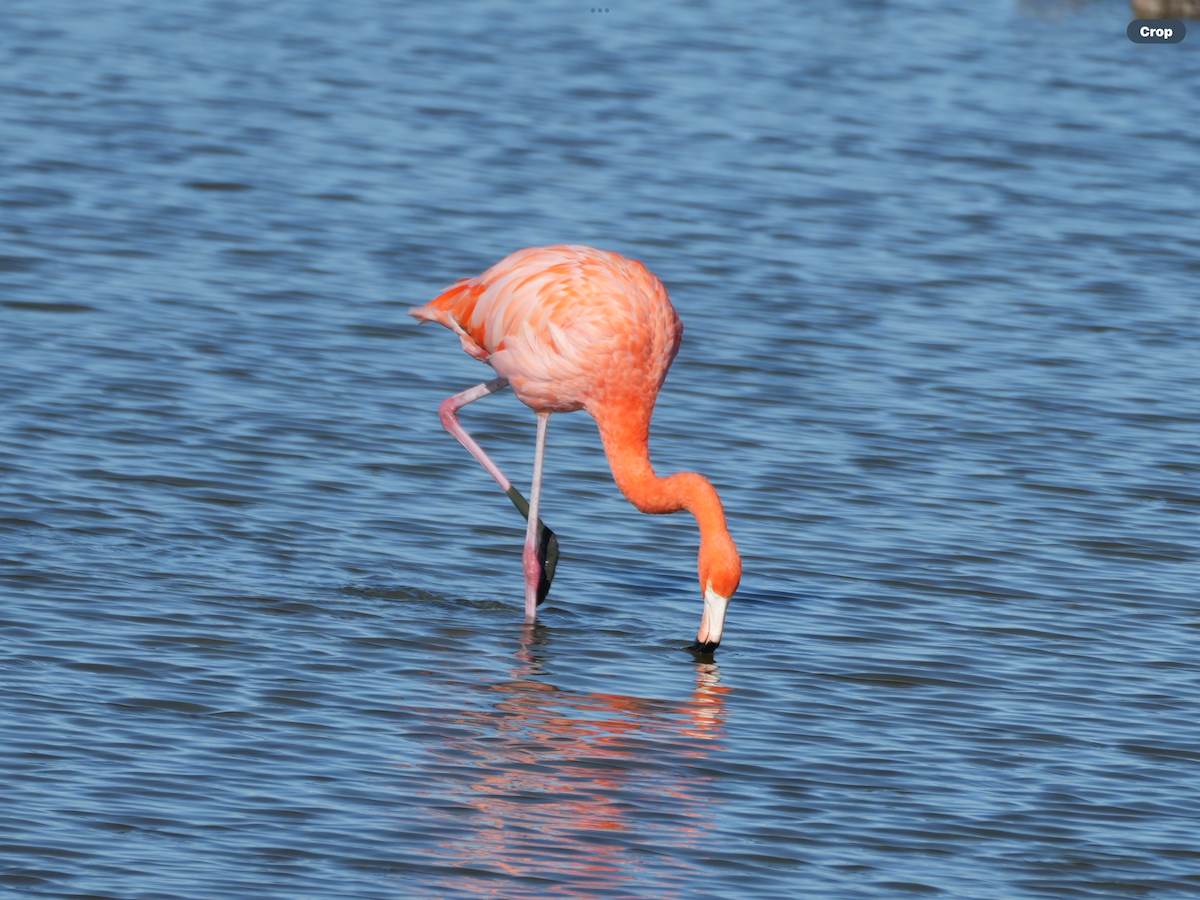American Flamingo - ML645059859
