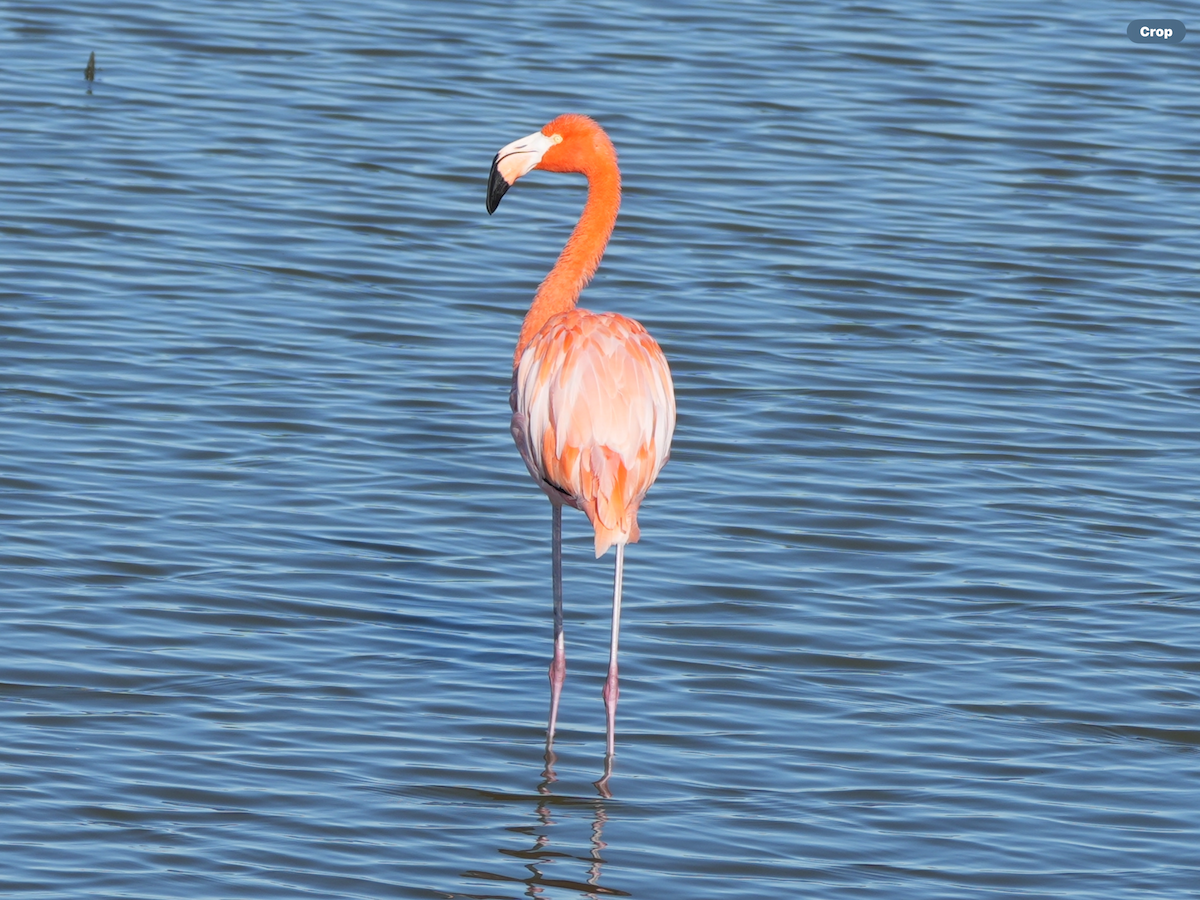 American Flamingo - ML645059860