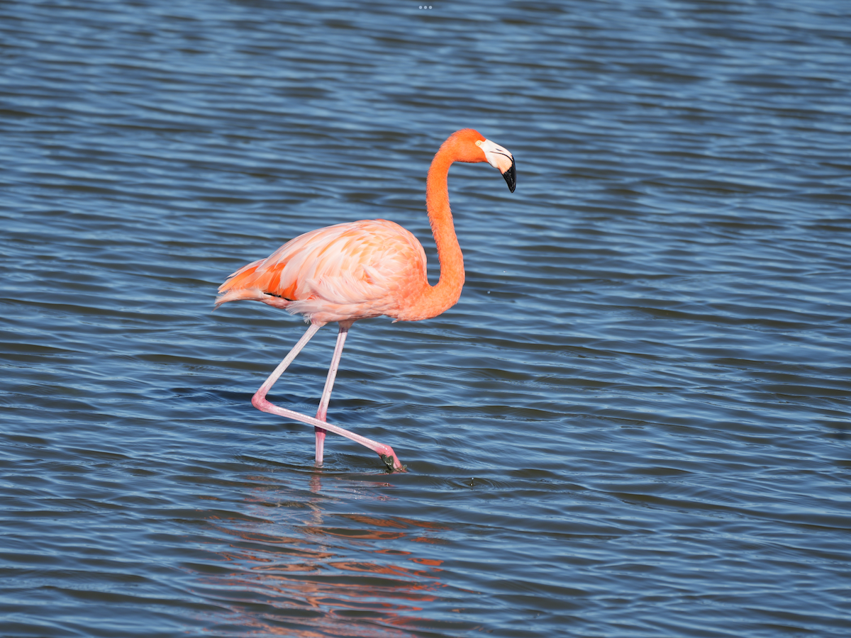 American Flamingo - ML645059861