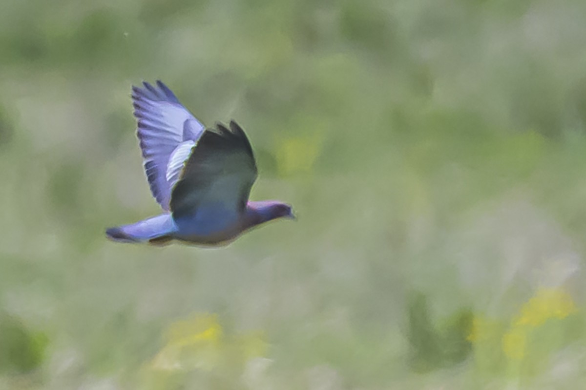 Pikazuro Güvercini - ML645059868