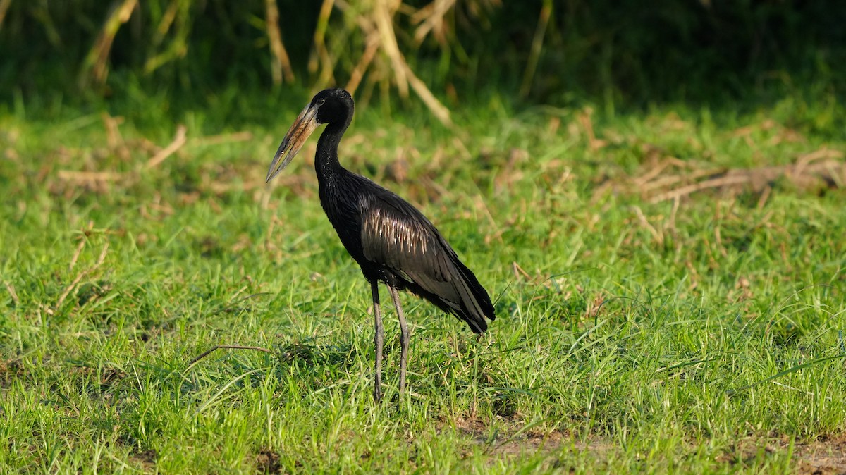 クロスキハシコウ - ML645059884