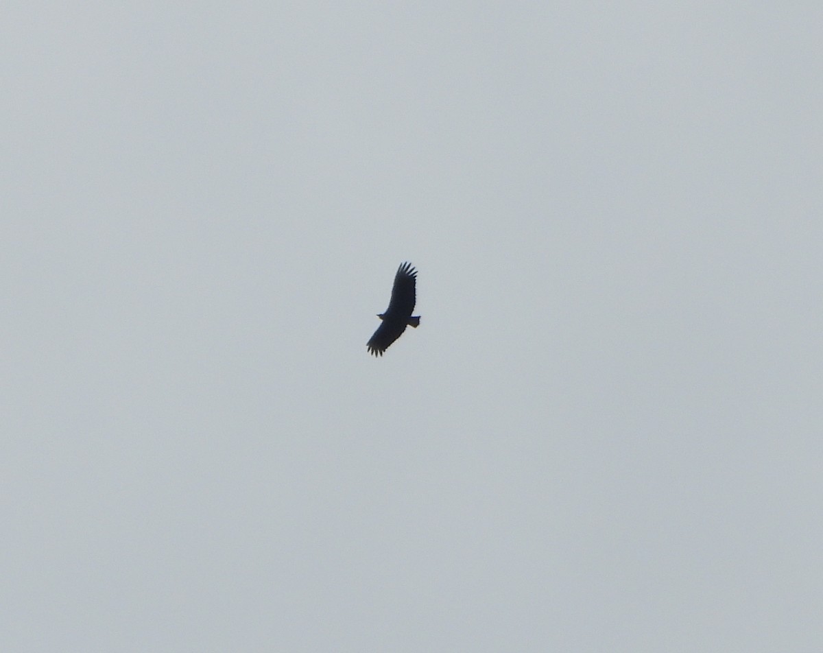 Black Vulture - ML645059894