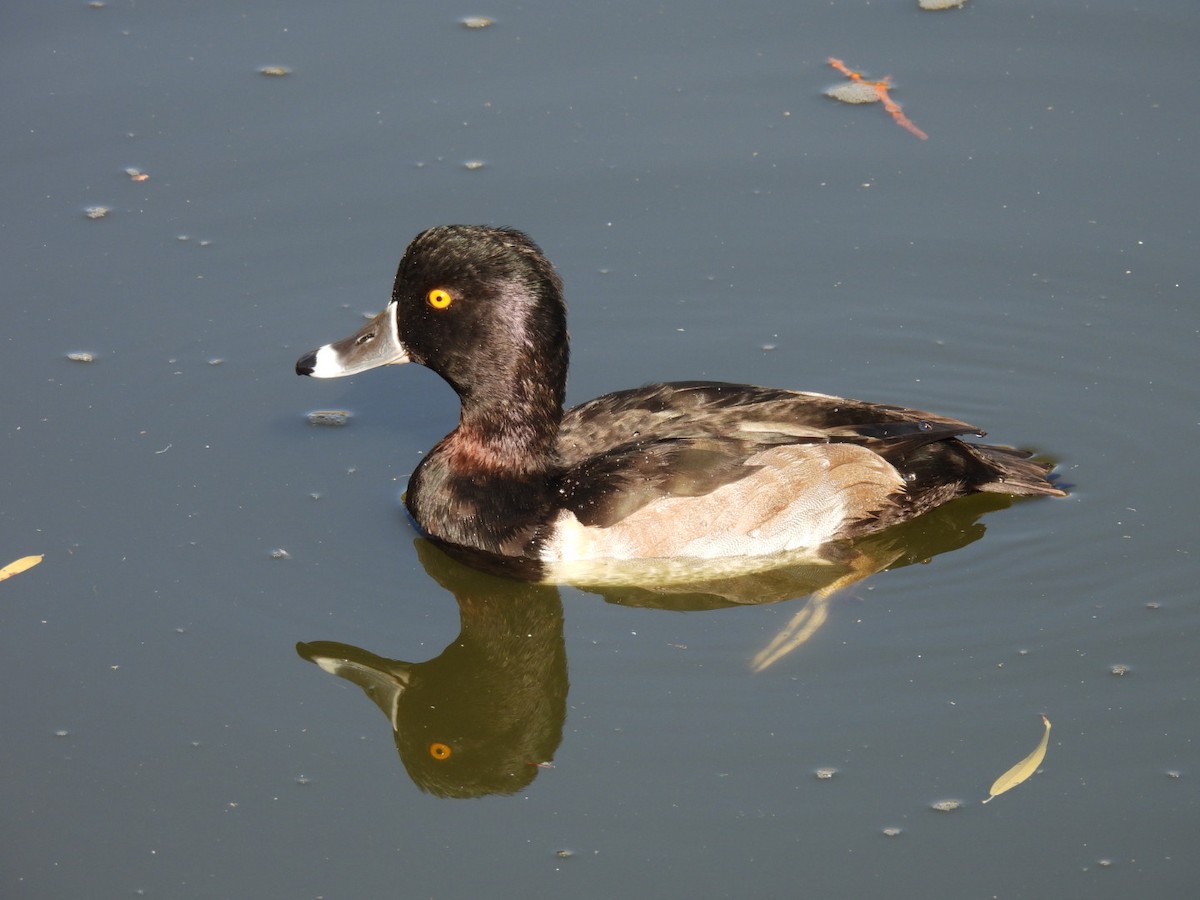 polák proužkozobý - ML645059899