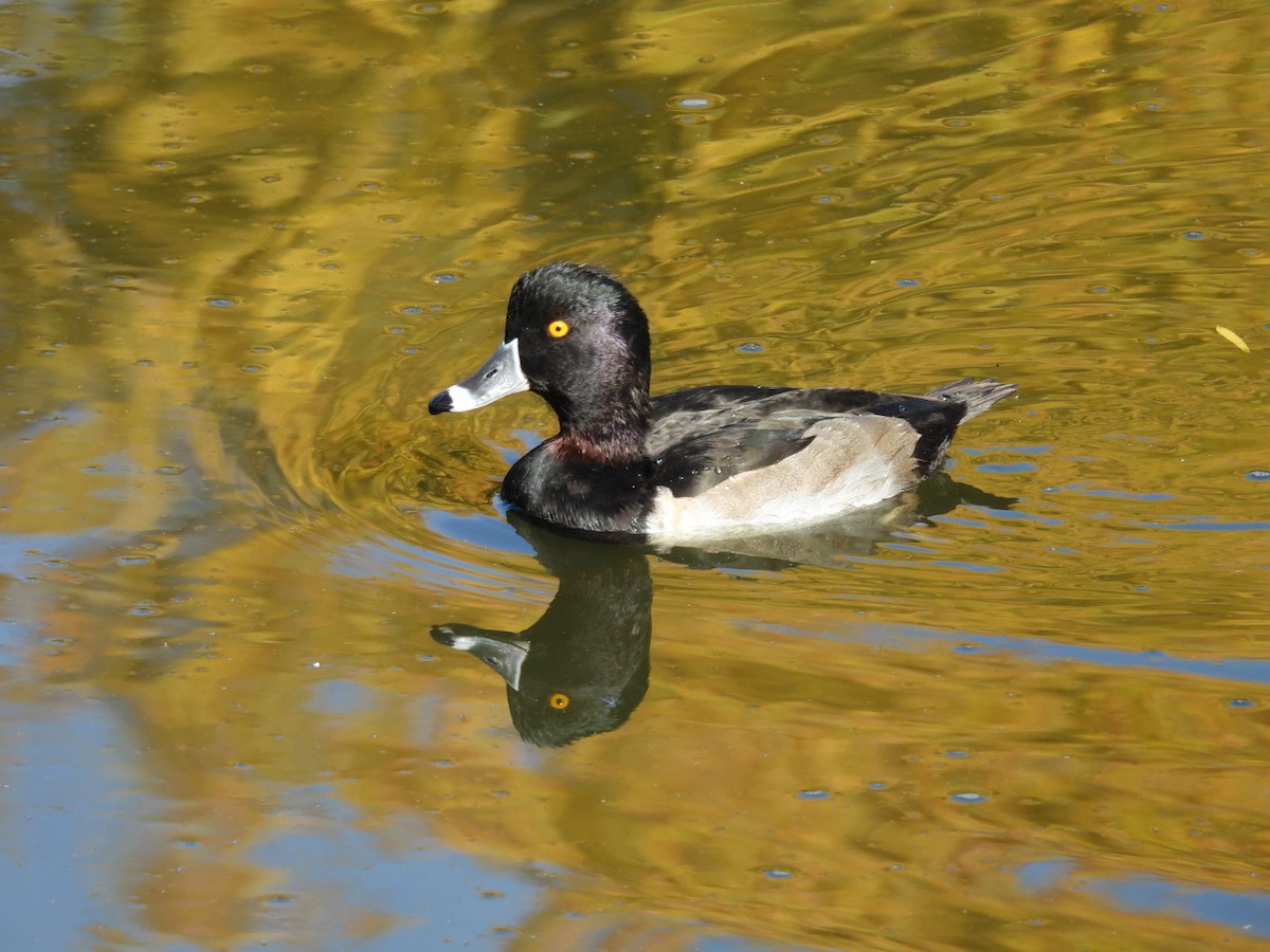 polák proužkozobý - ML645059903