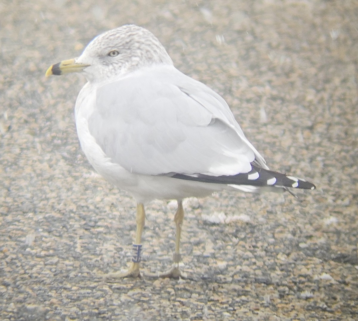 racek kroužkozobý - ML645059906