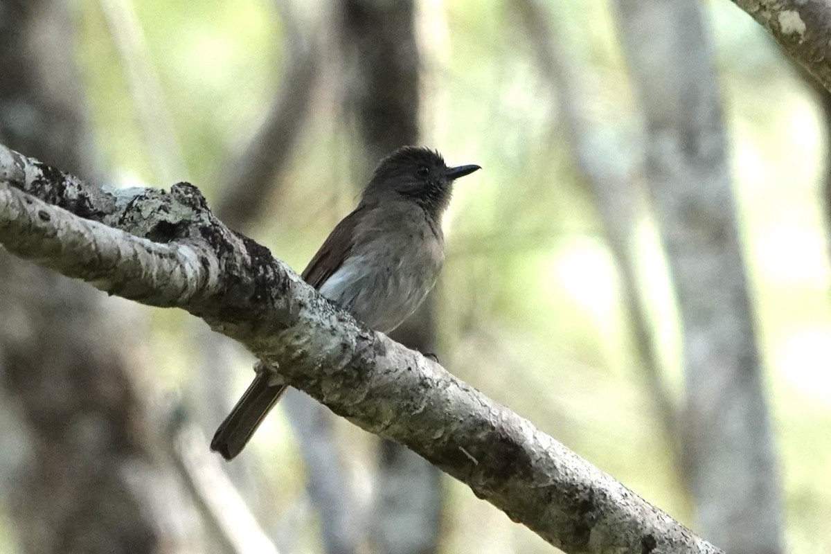 Sumba Jungle Flycatcher - ML645059915