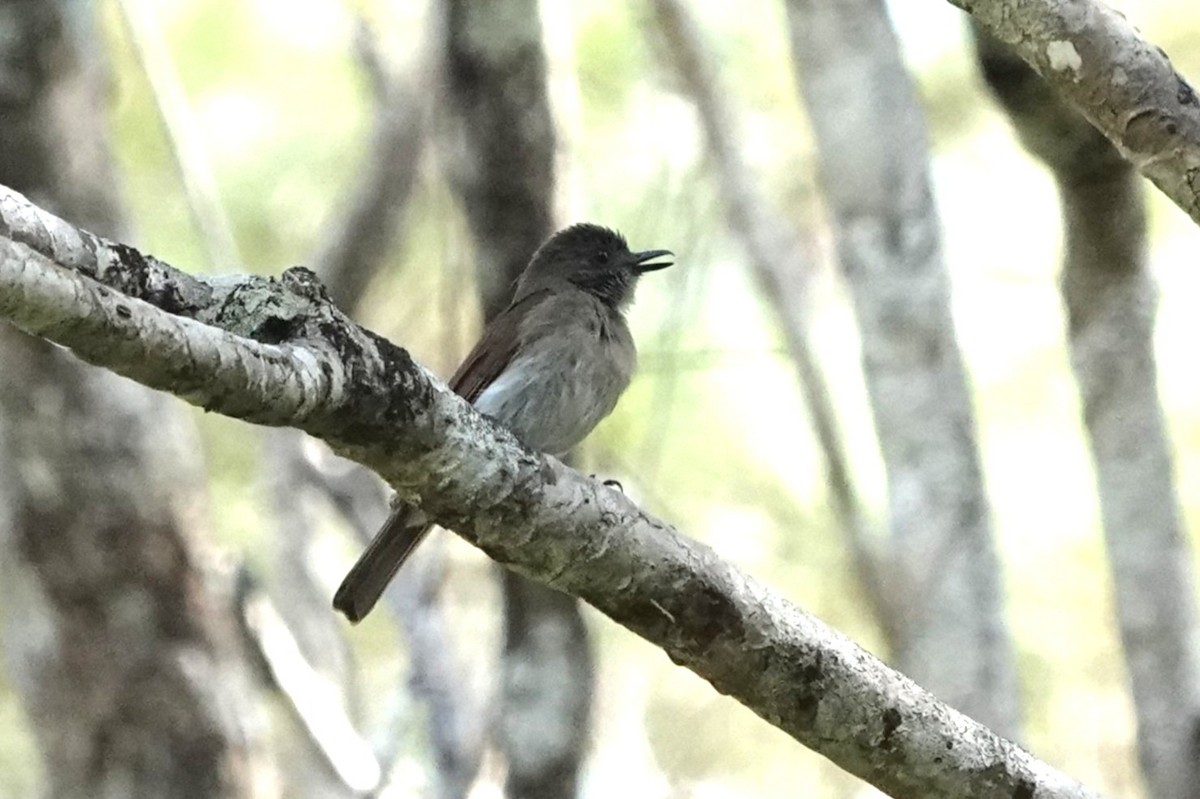 Sumba Jungle Flycatcher - ML645059916