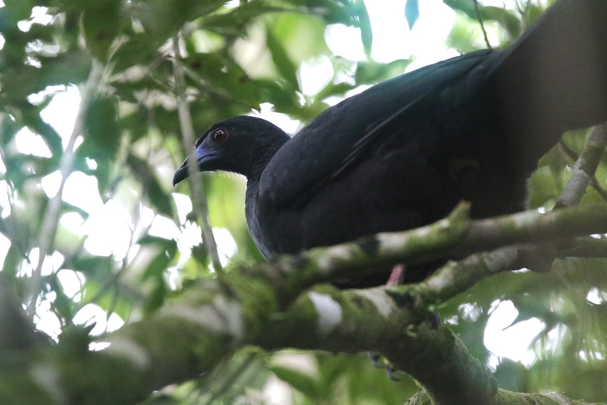 Black Guan - ML645059918