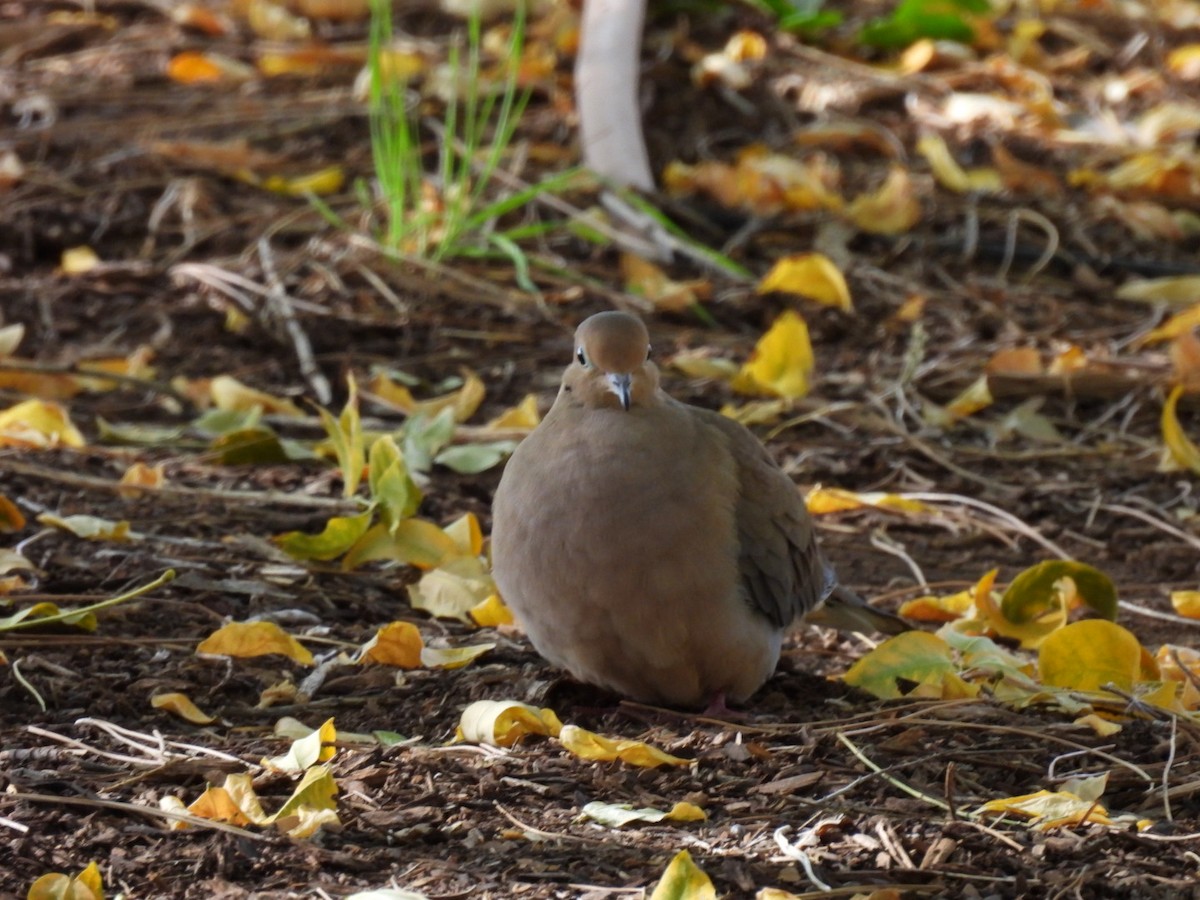 hrdlička karolínská - ML645059922