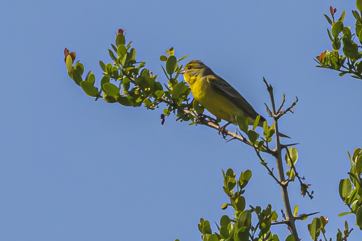 Kurzschnabel-Gilbtangare - ML645059936