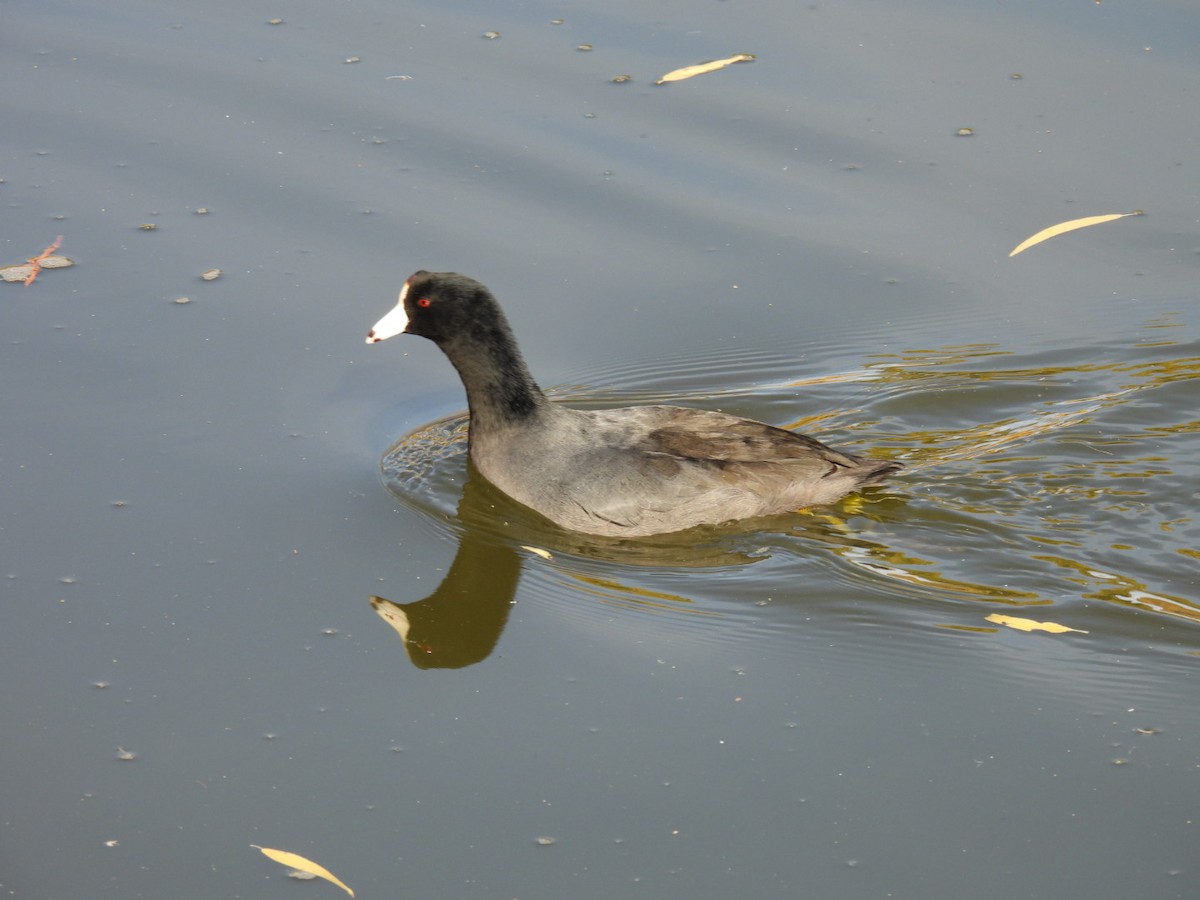 lyska americká - ML645059943