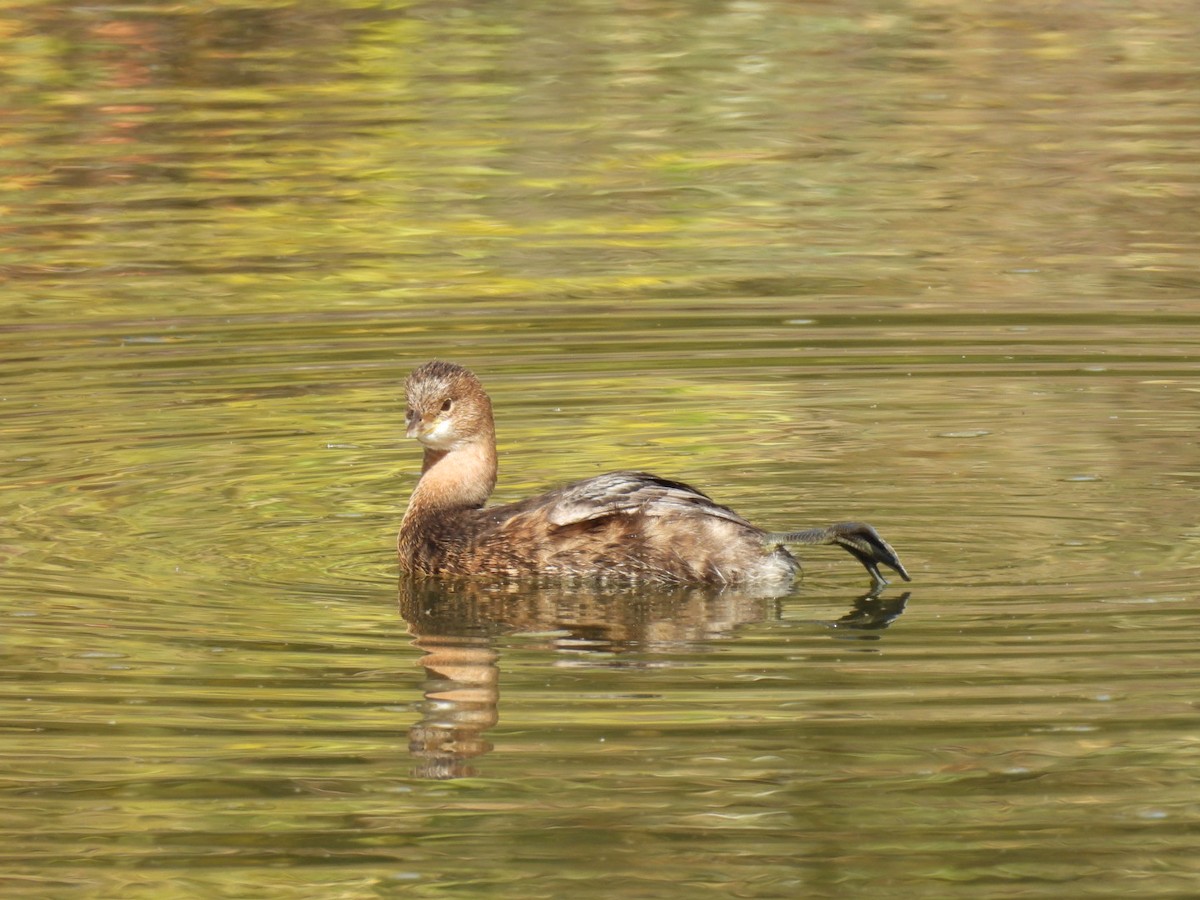 potápka americká - ML645059989