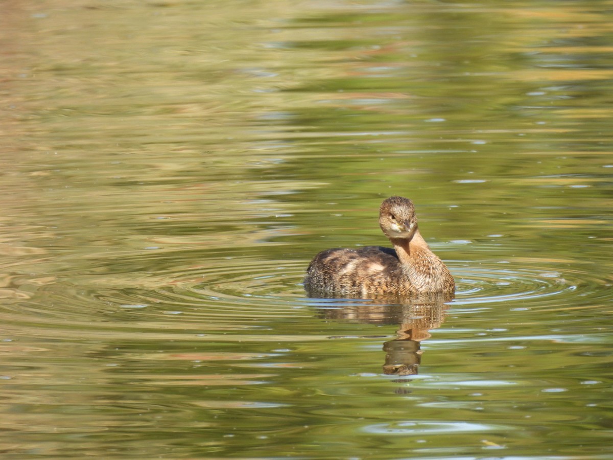 potápka americká - ML645059990