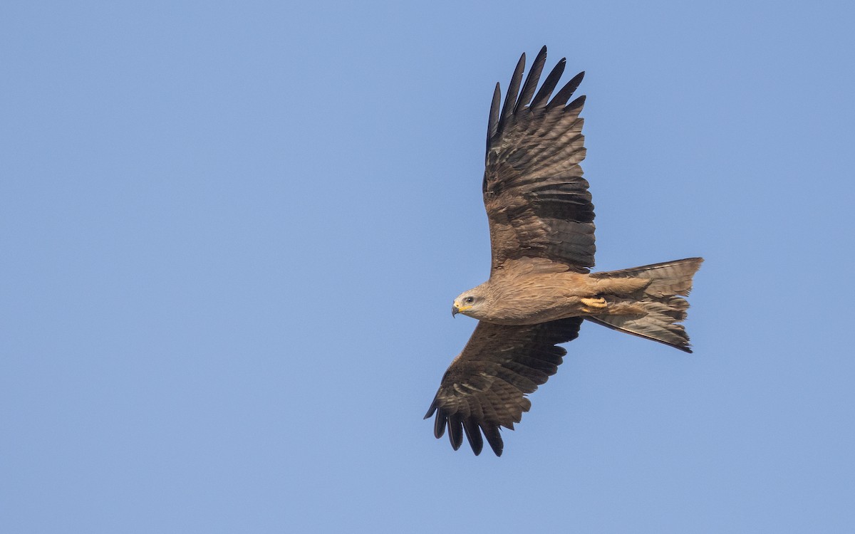 Black Kite - ML645059993