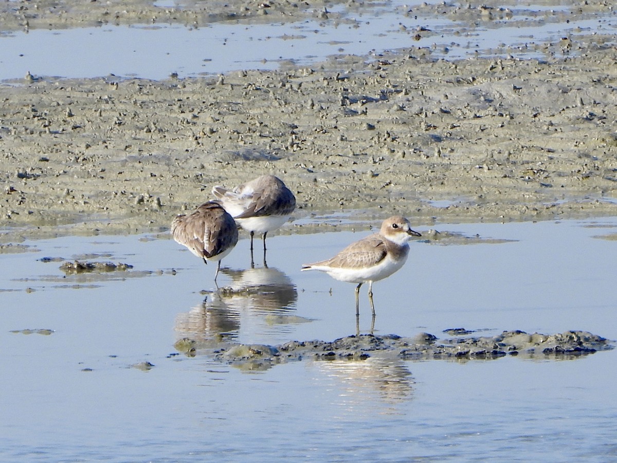 Greater Sand-Plover - ML645059998