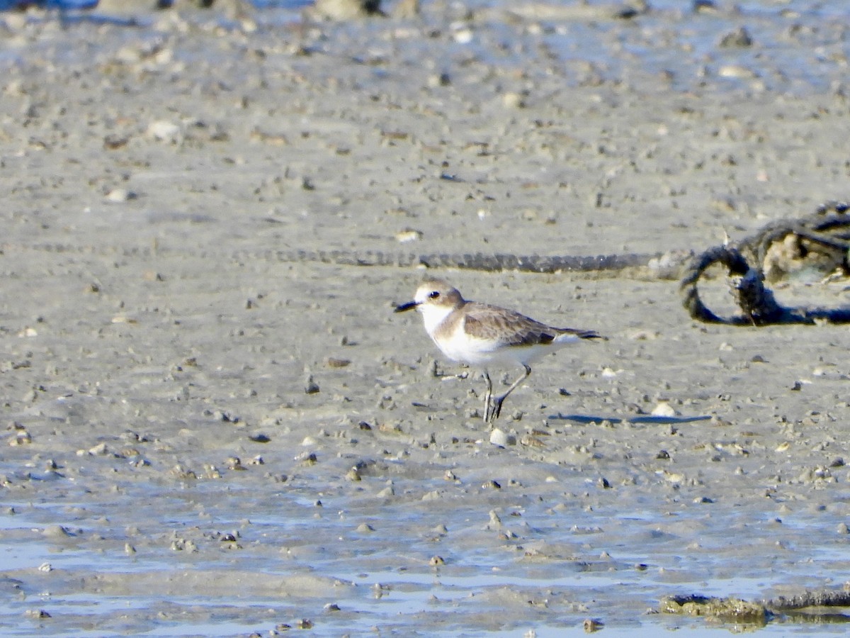 Greater Sand-Plover - ML645059999
