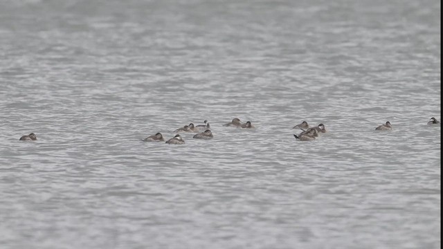 Kara Boyunlu Batağan - ML645060009