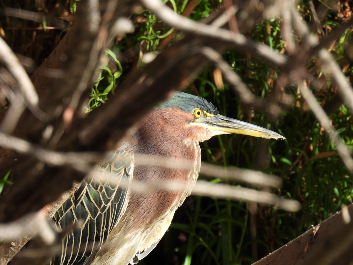 volavka zelenavá - ML645060012