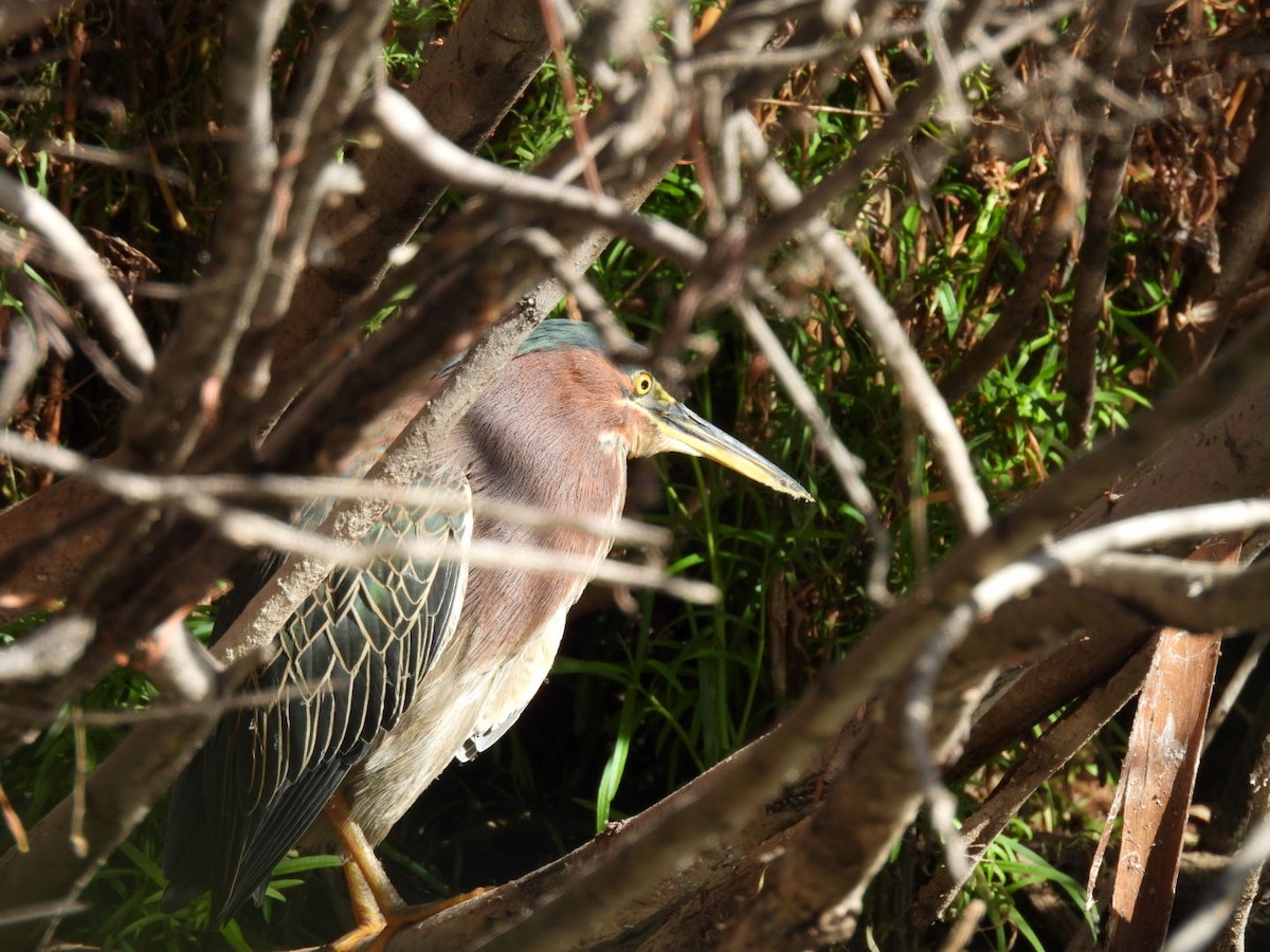 volavka zelenavá - ML645060013