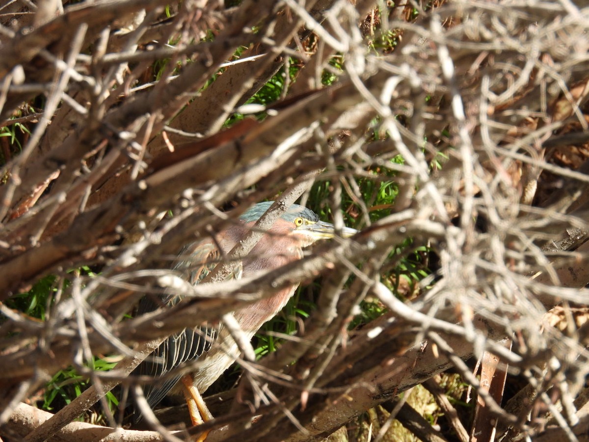 volavka zelenavá - ML645060014