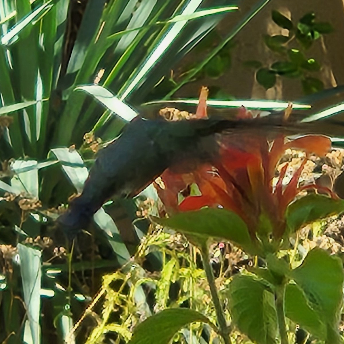Broad-billed Hummingbird - ML645060035
