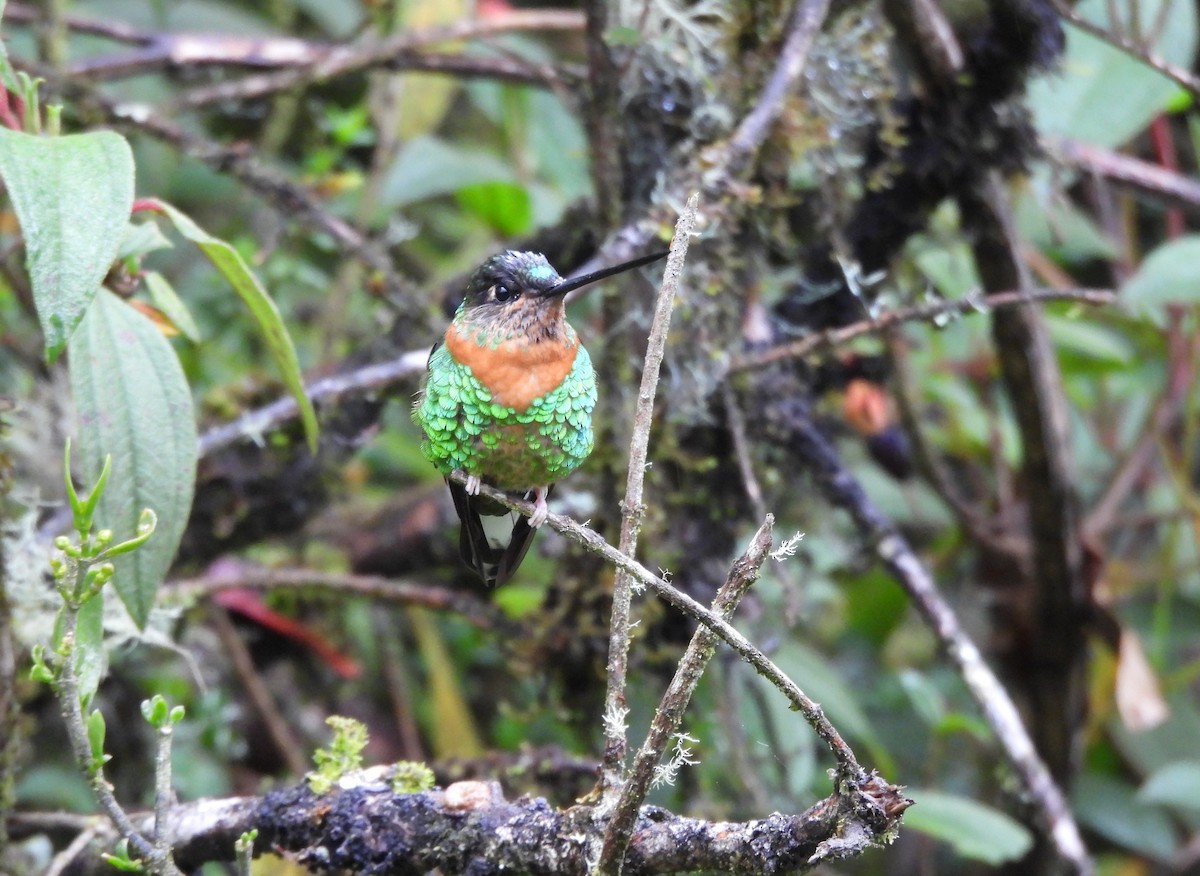 Gould's Inca - ML645060037