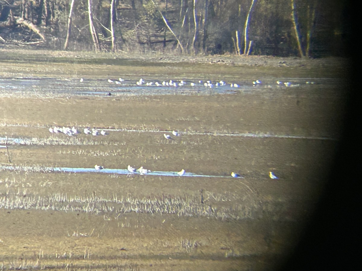 gull sp. - ML645060071