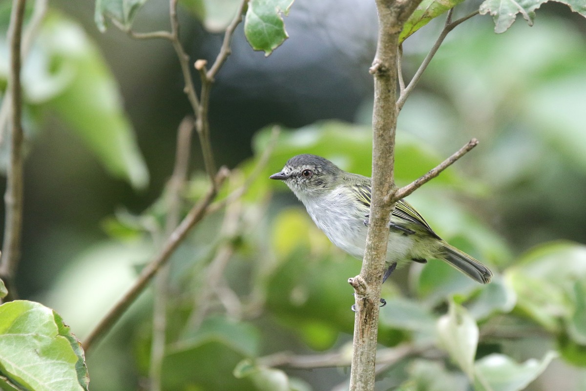 Mistletoe Tyrannulet - ML645060094