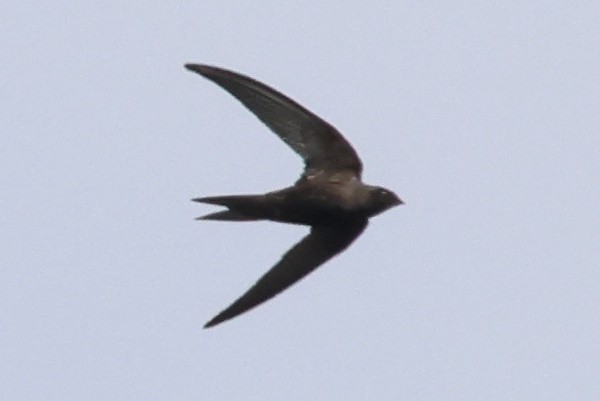 Common Swift - ML645060096