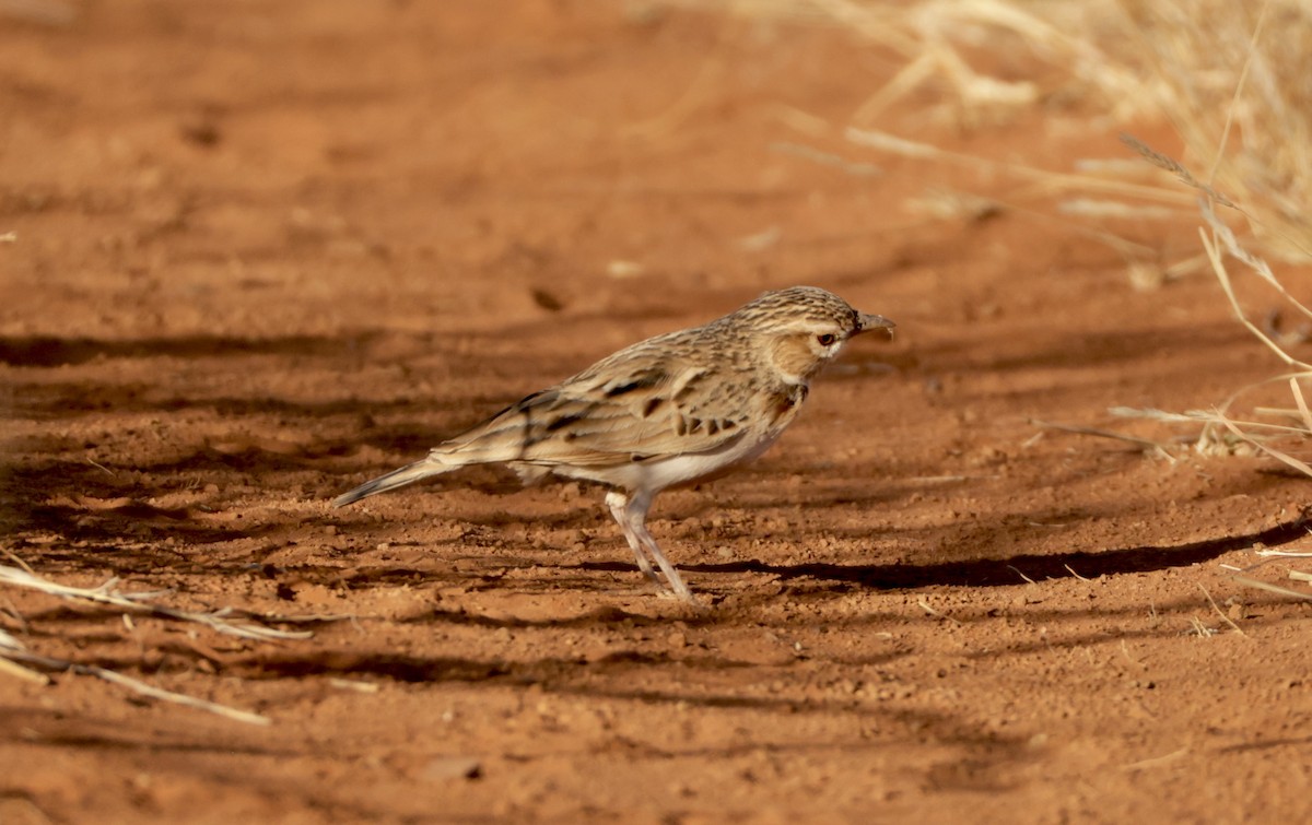 Fawn-colored Lark - ML645060115