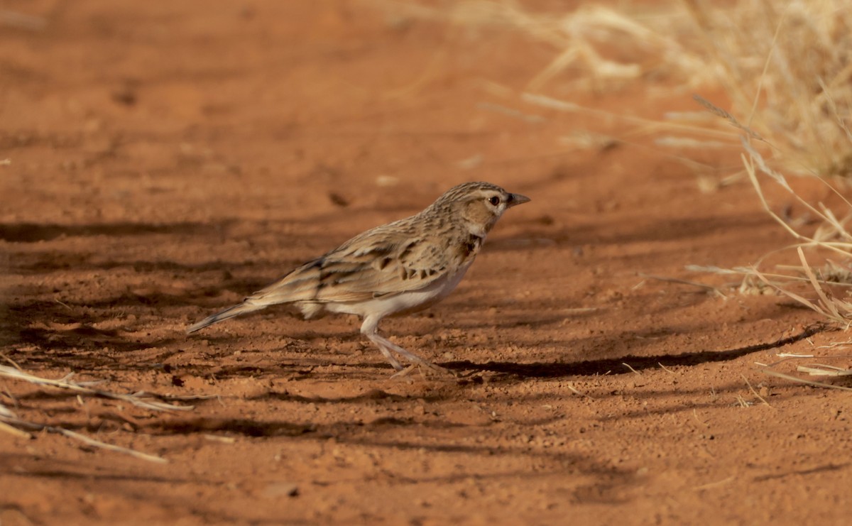 Fawn-colored Lark - ML645060117