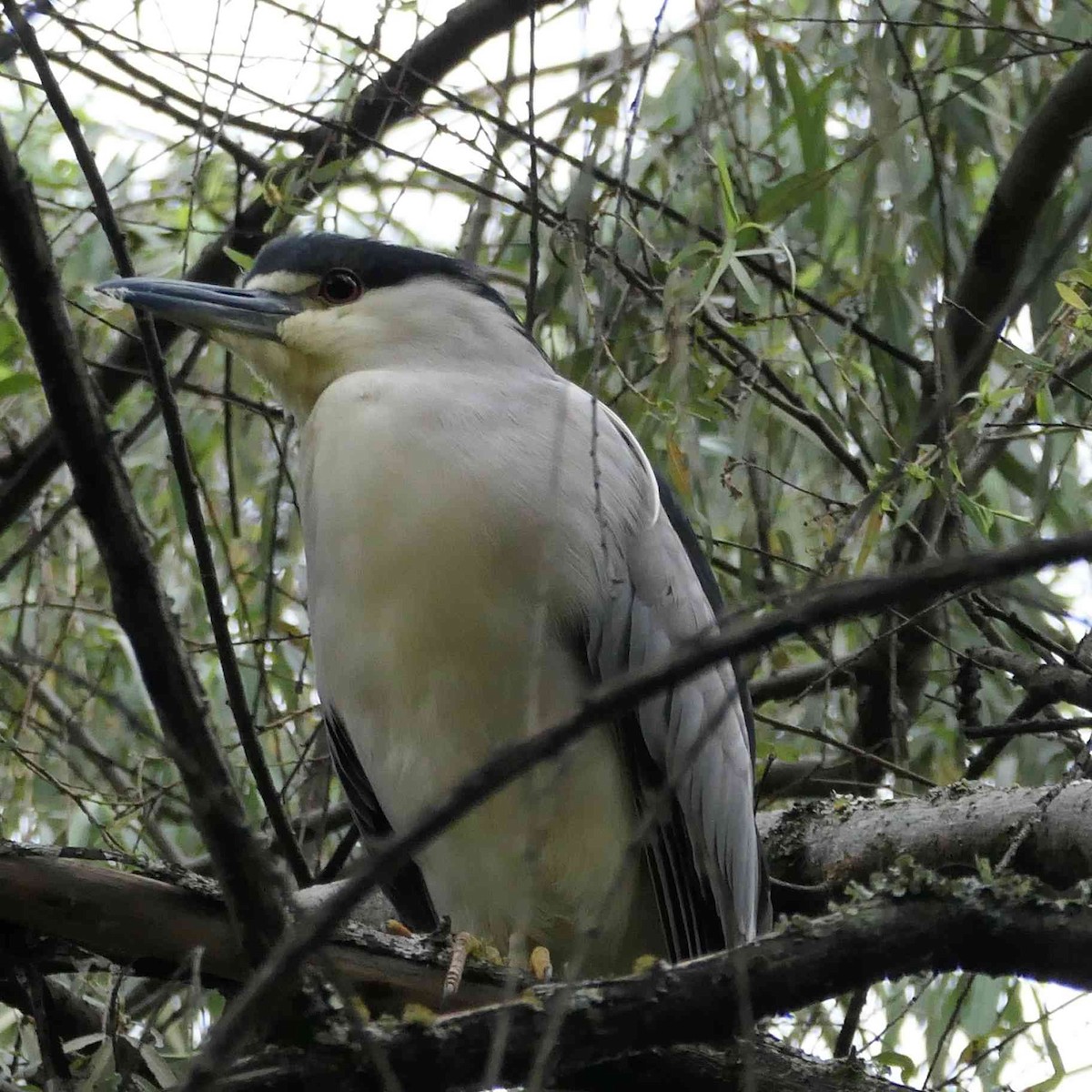 Black-crowned Night Heron - ML645060125