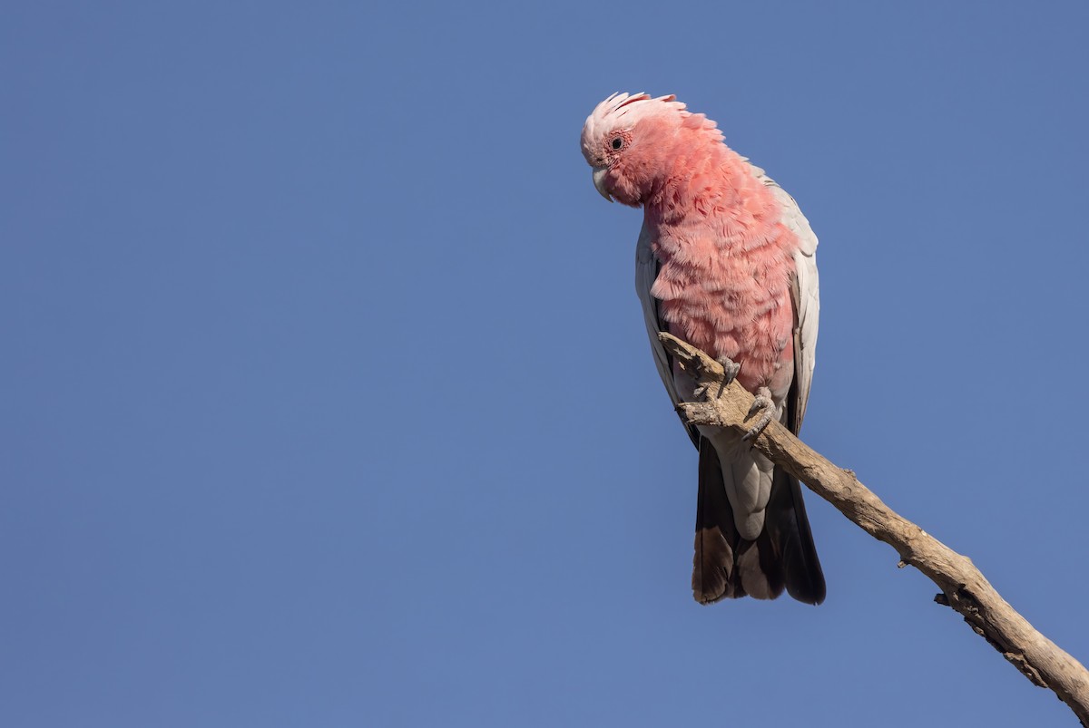 Galah - ML645060131