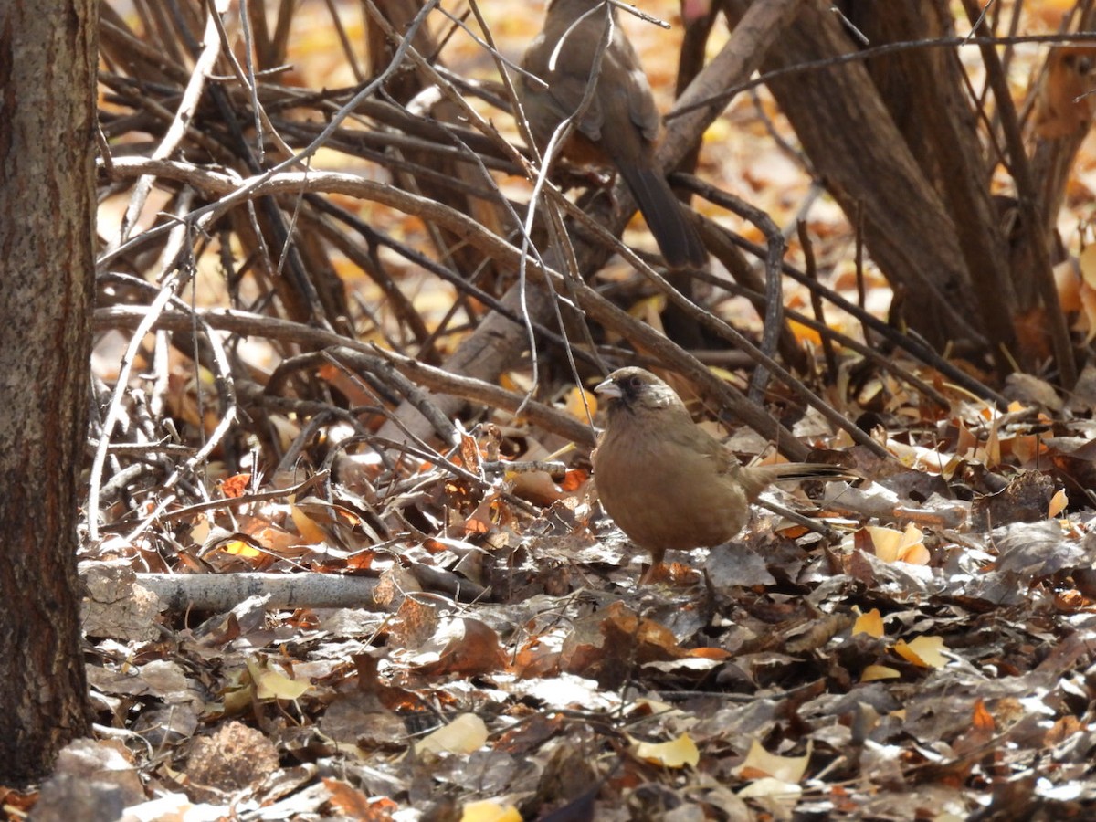 Abert's Towhee - ML645060132