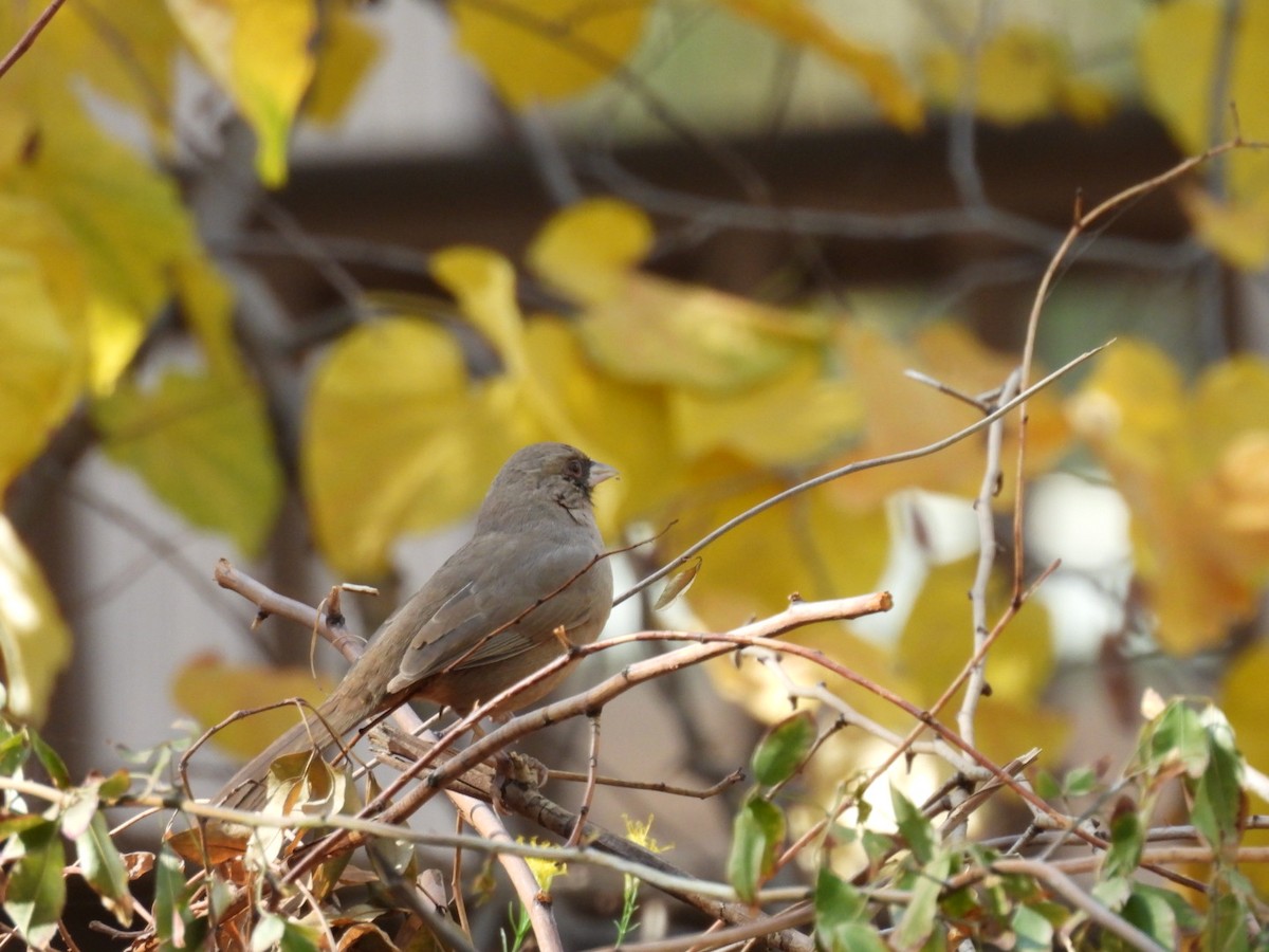 Abert's Towhee - ML645060133
