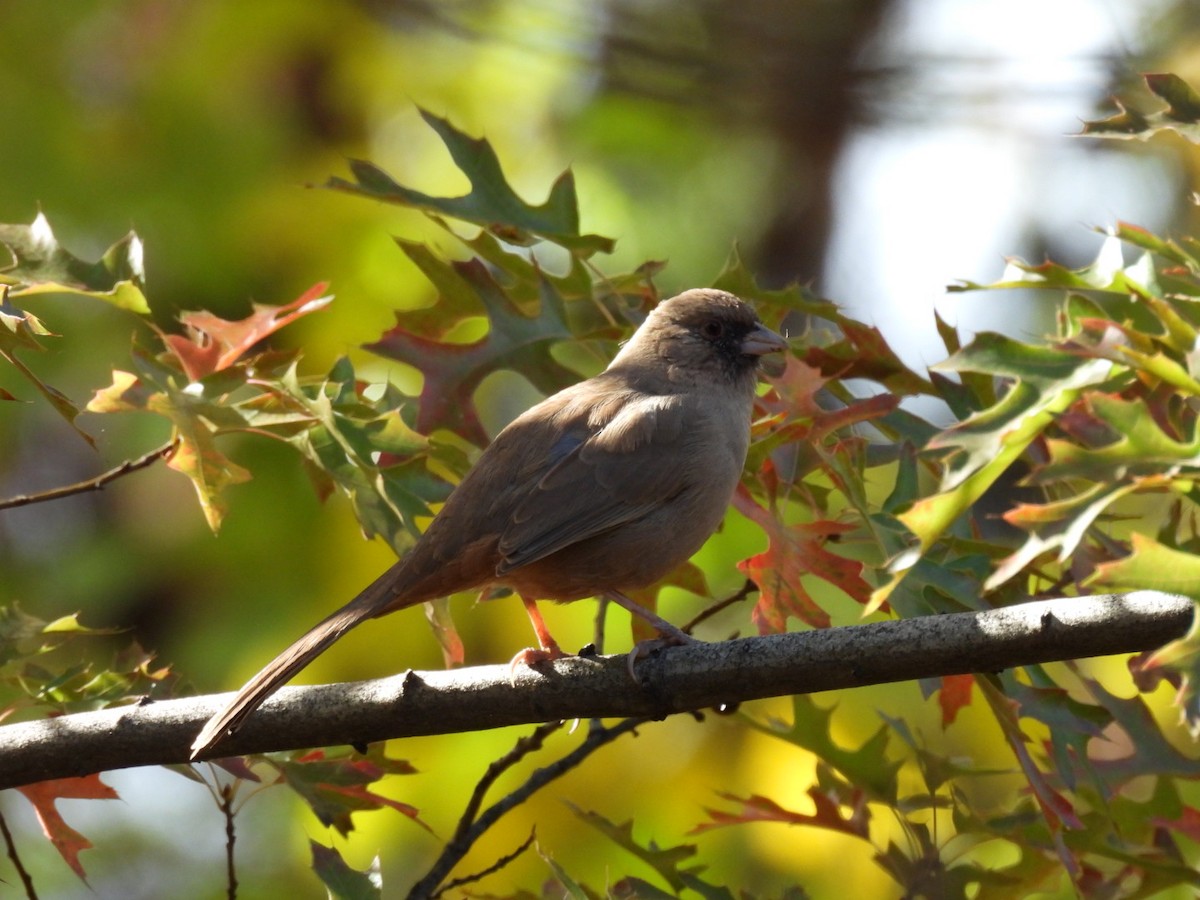 Abert's Towhee - ML645060134