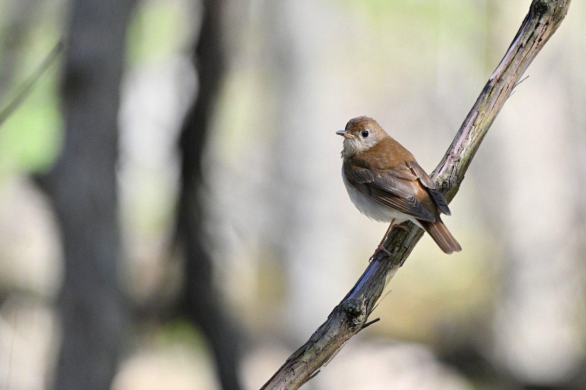 viriskogtrost - ML645060163