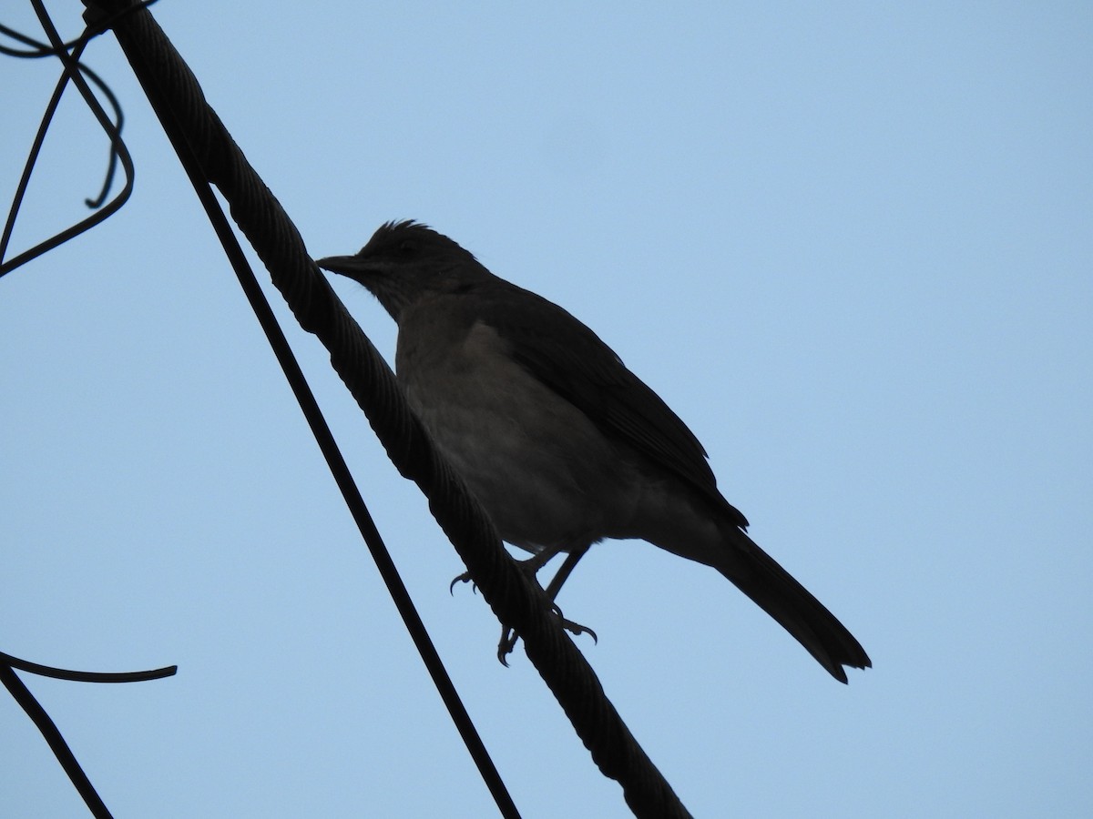 Black-billed Thrush - ML645060209