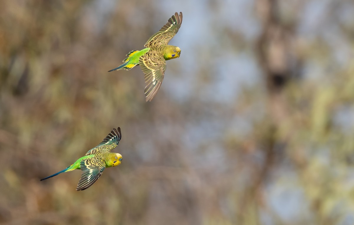 Budgerigar - ML645060224