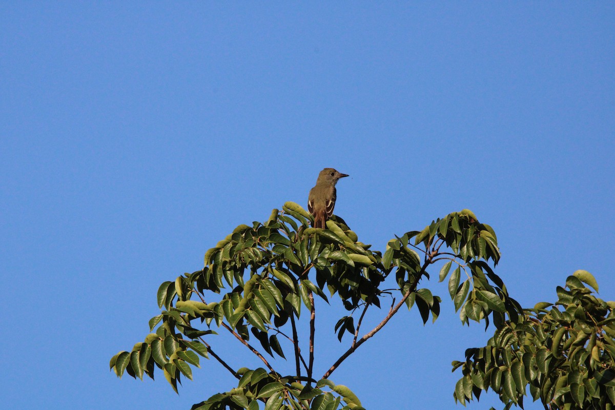Great Crested Flycatcher - ML645060231