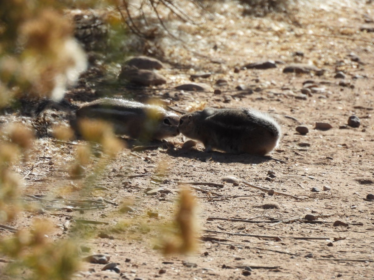 Antelope Squirrels - ML645060236