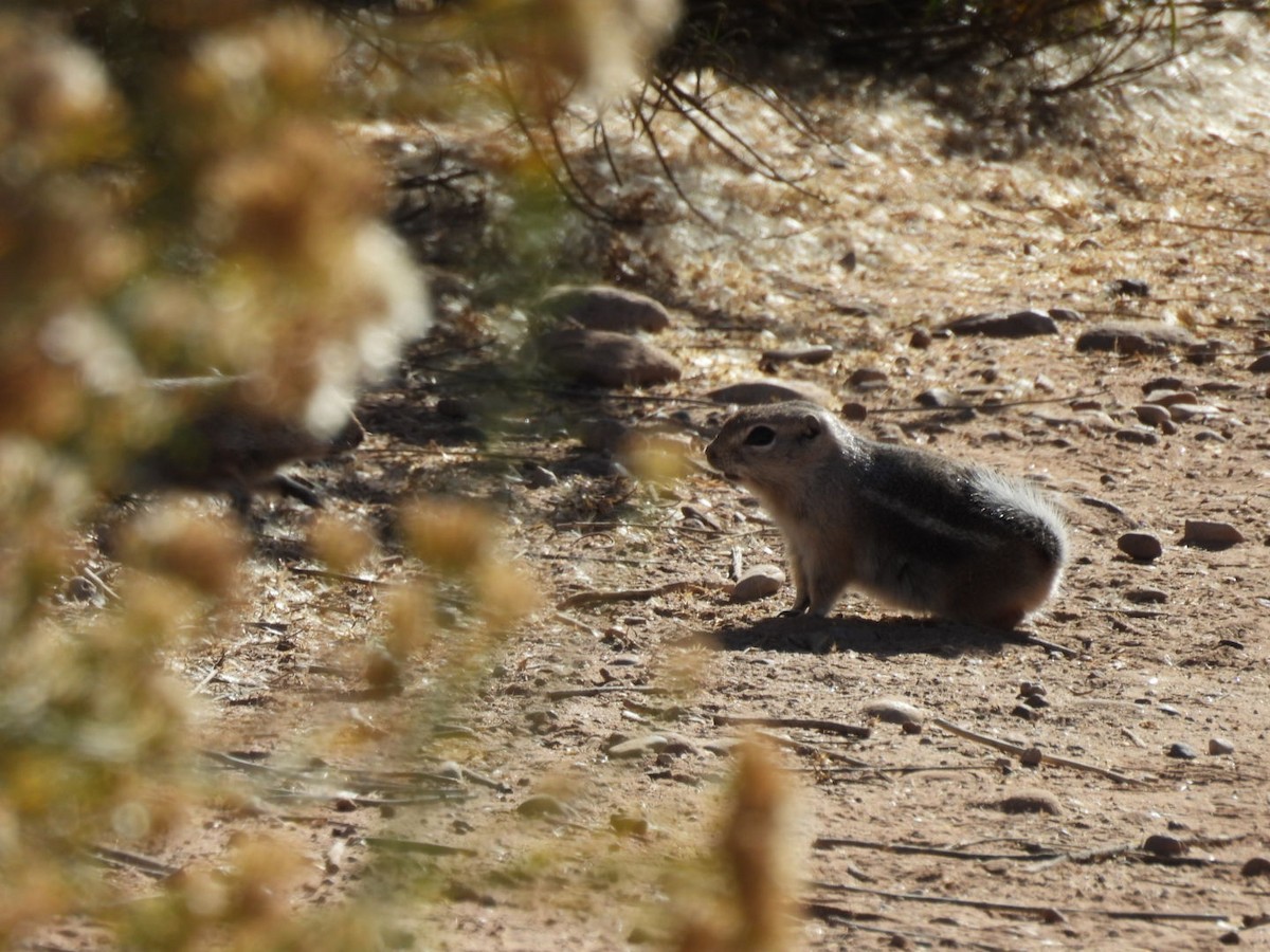 Animals - ML645060237